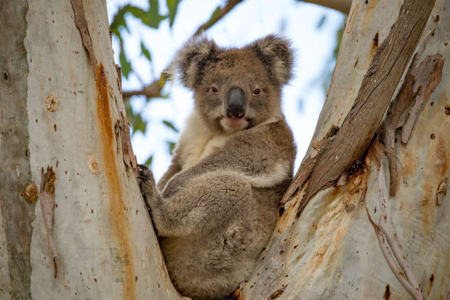 Коала остров. Сафари в Австралии. Австралия сафари парк. Австралия экскурсия сафари. Australia National Park Koala.